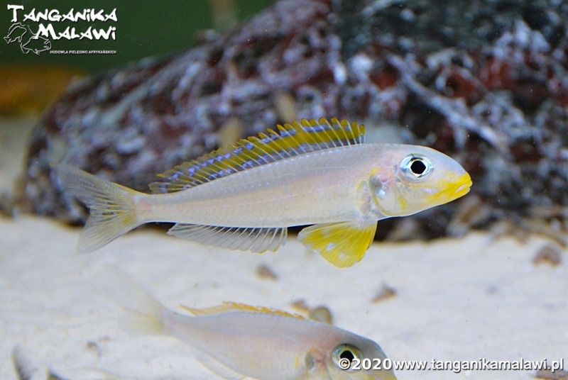 Xenotilapia flavipinnis 'Nyanza-Lac'